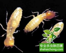 深圳白蟻防治公司對白蟻有著科學(xué)認(rèn)識