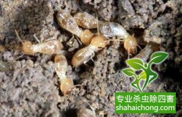 深圳白蟻防治白蟻入冬進巢前要補充大量能量，會瘋狂啃食木質(zhì)