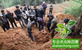 春季回暖百色果園現(xiàn)白蟻